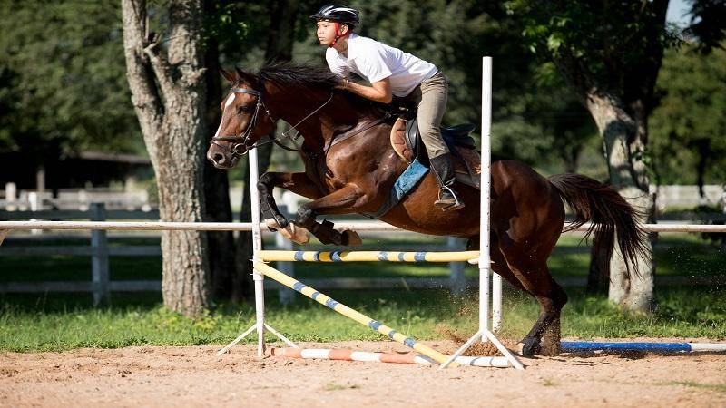 好刺激！想賽馬怎麼玩？5分鐘規則、下注超容易上手